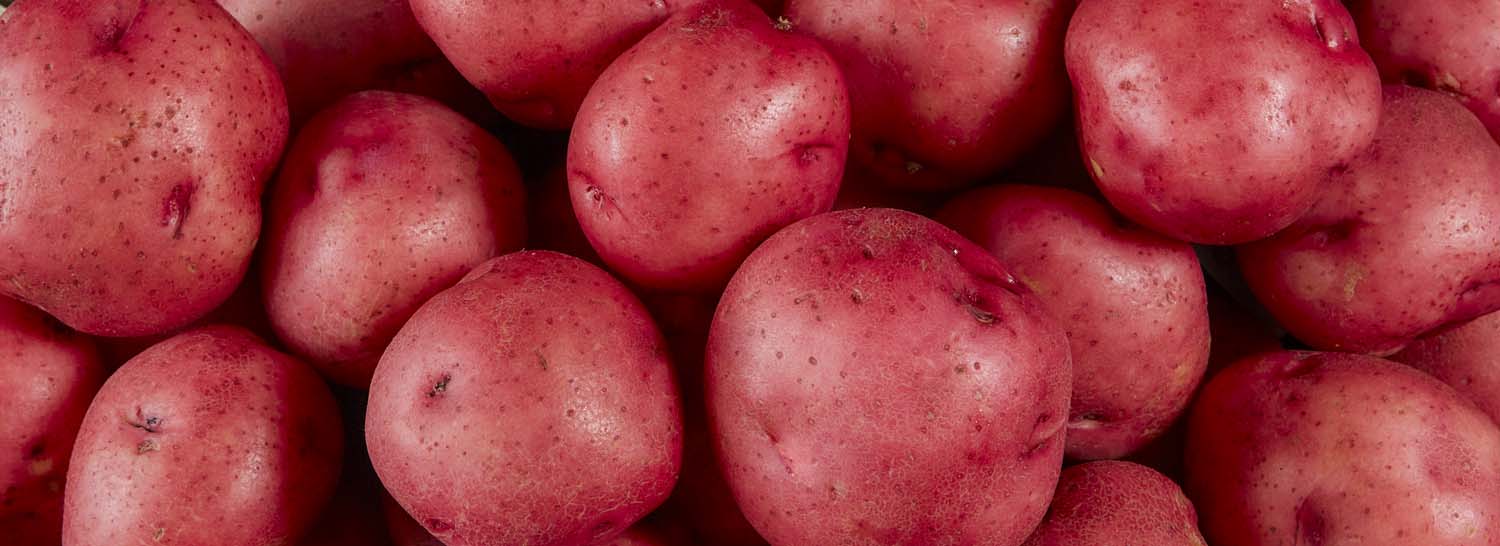 Read more about the article Seeing a red…potato education.