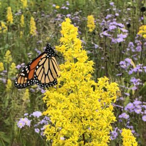 Read more about the article The future of pollinators is the future of food.