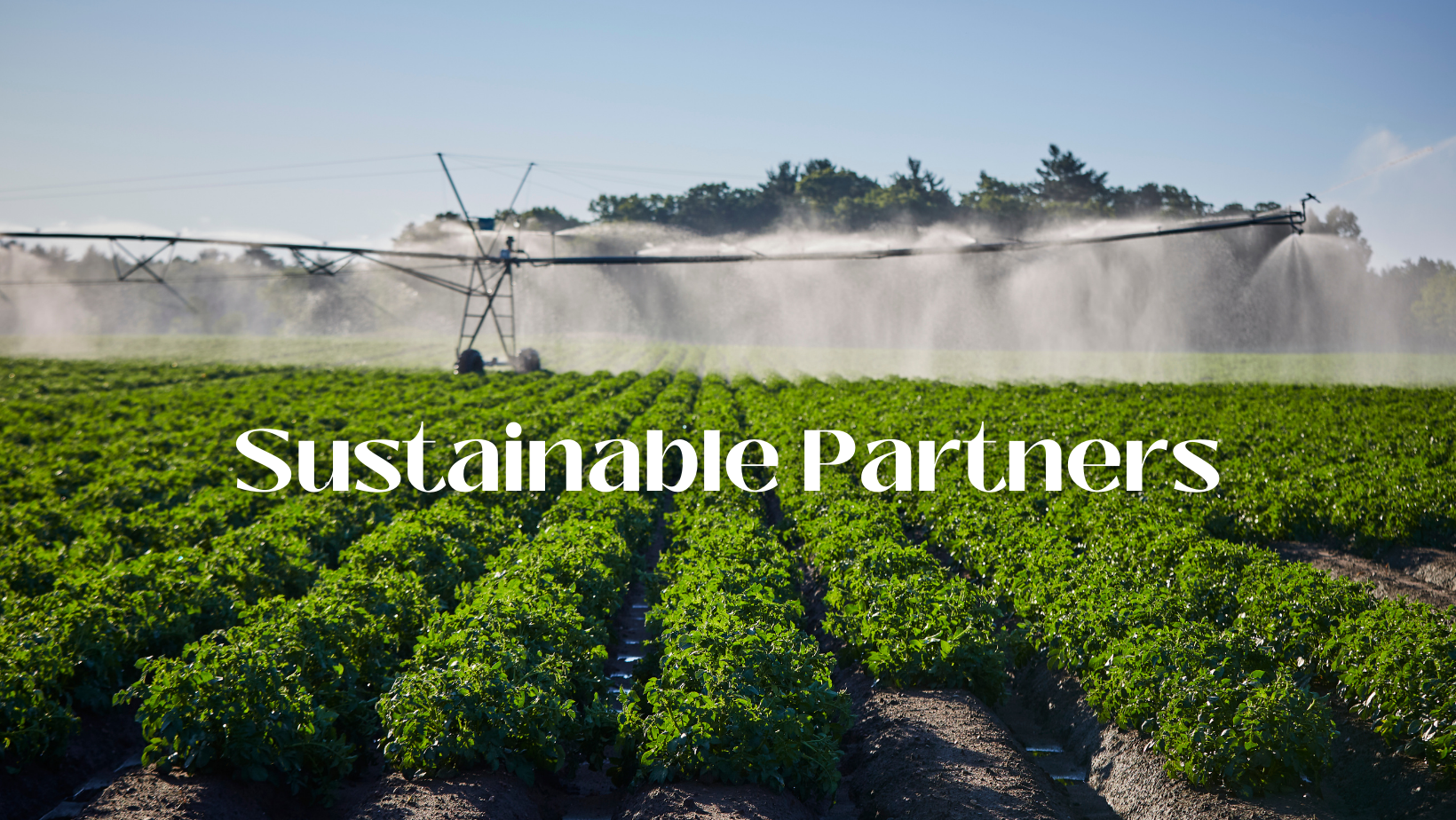 Sustainable Partners - Green potato field with irrigation