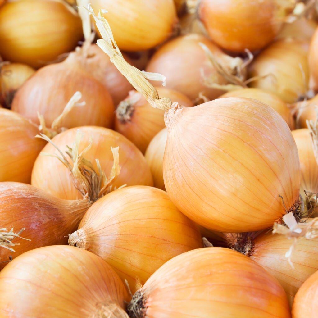 Bulk Yellow Onions