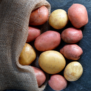 Red and Yellow potatoes in a burlap bag