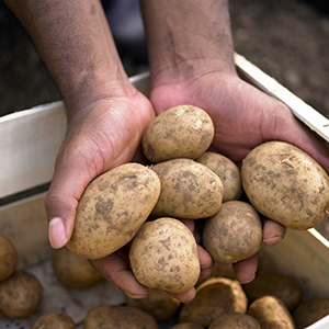 Handful of Russet Potatoes