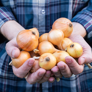 Handful of Yellow Onions