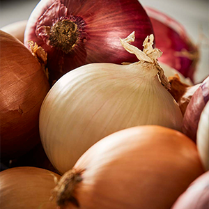 Onion Market Update