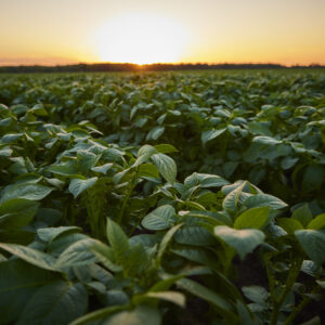 Sunset over a blooming Midwest potato field in summer